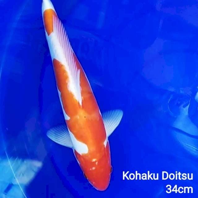 C. Kohaku Doitsu