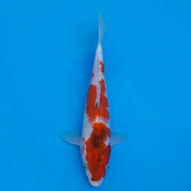 Showa 20cm