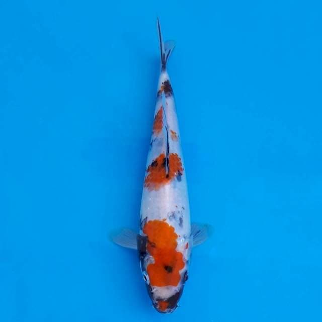 Showa 20cm