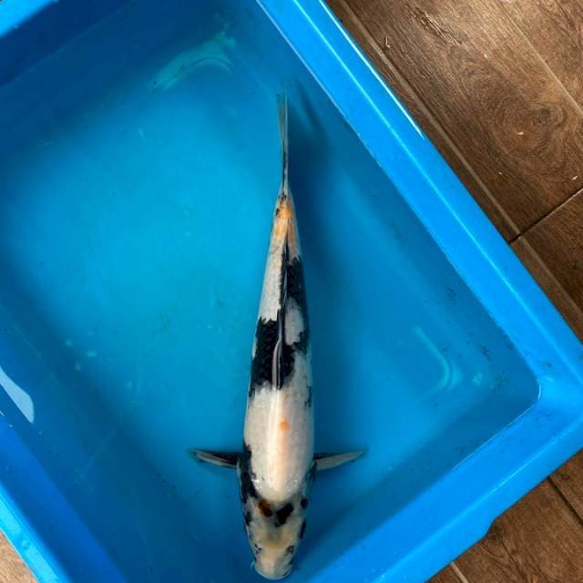 Omosako serti breeder