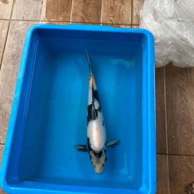 Omosako serti breeder