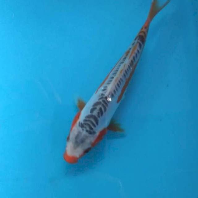 Baby shusui 17cm