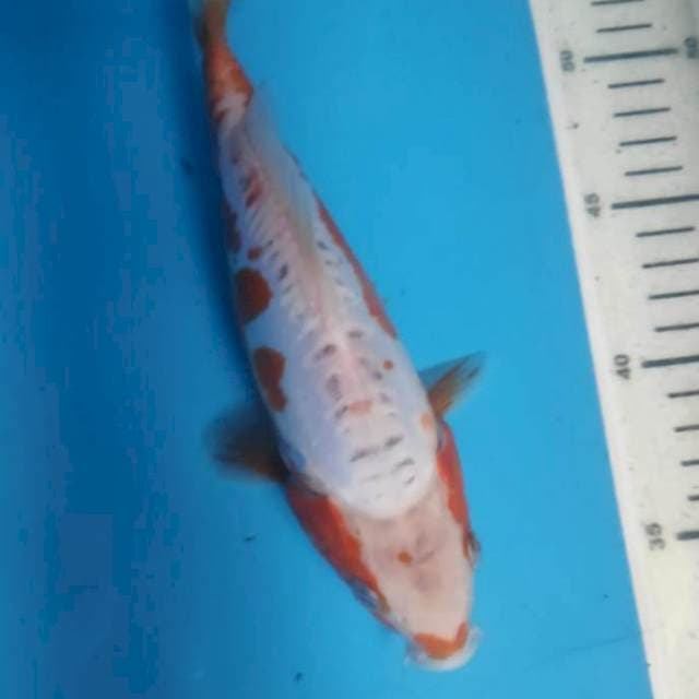 Shusui shot body 21cm