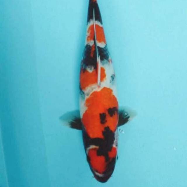 Showa sansoku