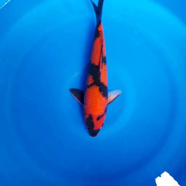 Hi utshuri 35cm male