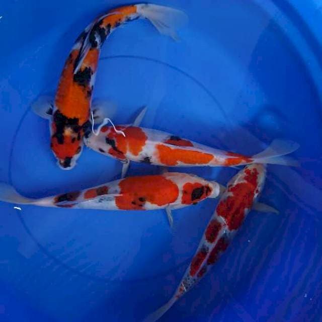 Mix Koi 4 ekr