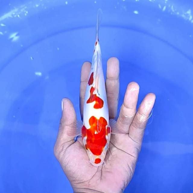 Doitsu Sanke // 20cm