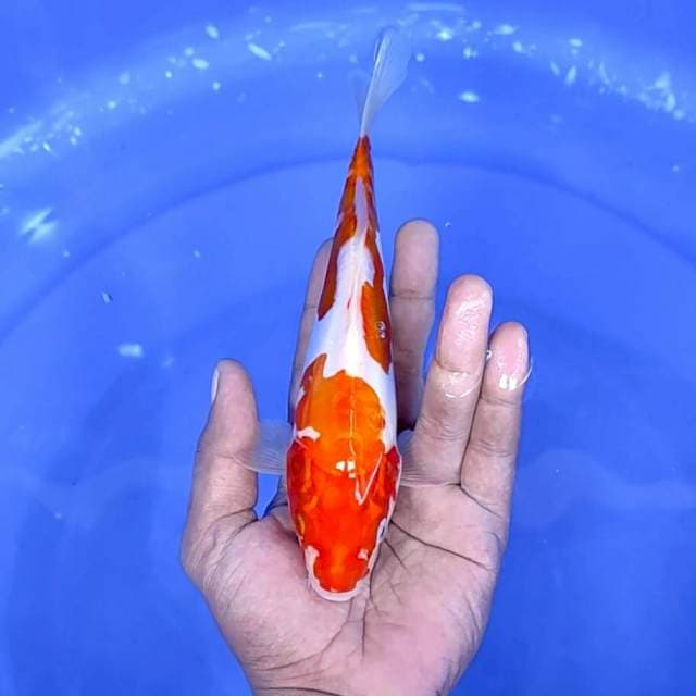 Doitsu Kohaku//20 cm