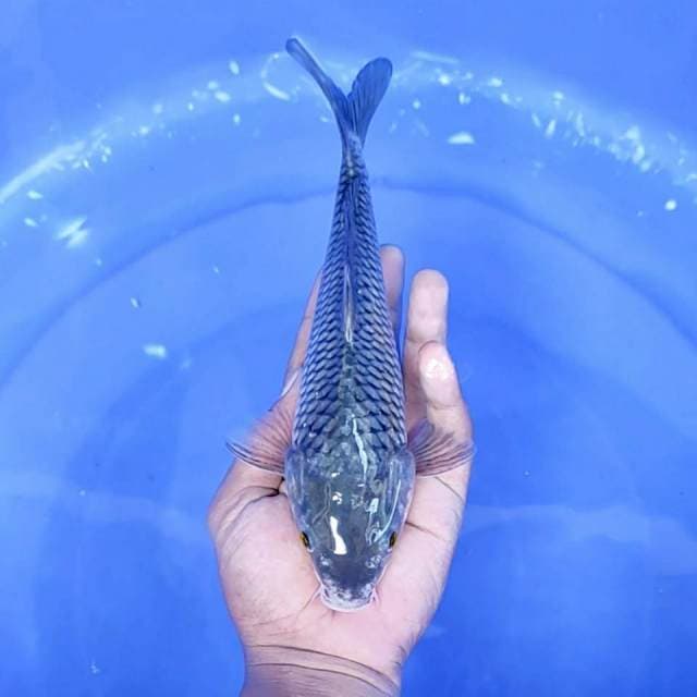 Soragoi //24 cm