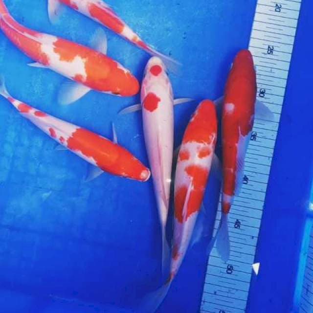 Kohaku jantan 6ekr Ori