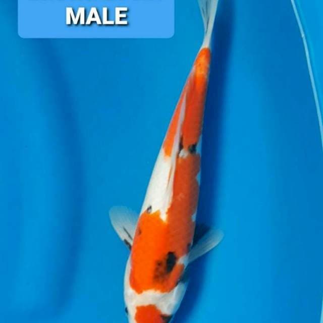 MARUTEN ORI