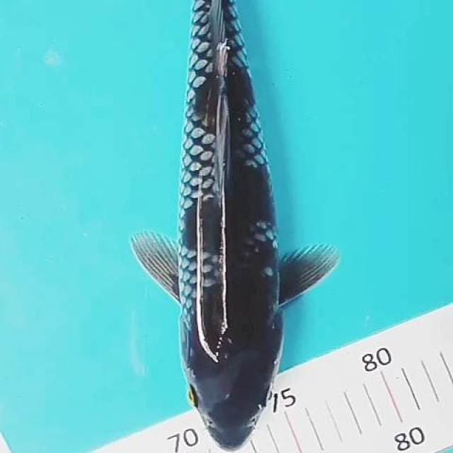 Ochiba karasu 30 cm ml