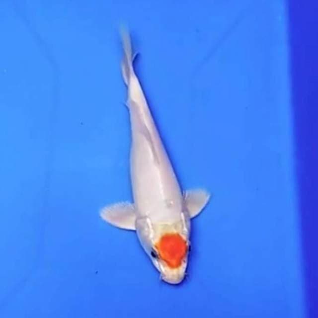 Tancho kohaku hikari original 18cm