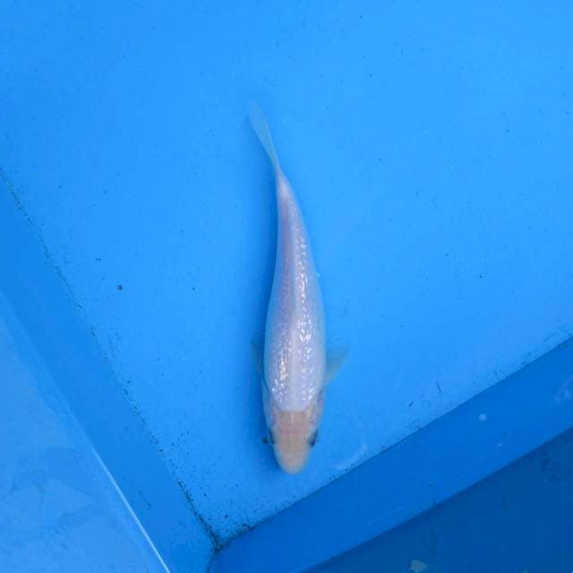 Shiromuji Ginrin Mulus F1