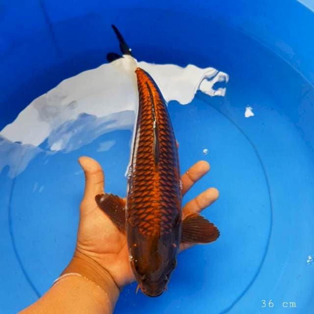 Chagoi tembaga 36 cm