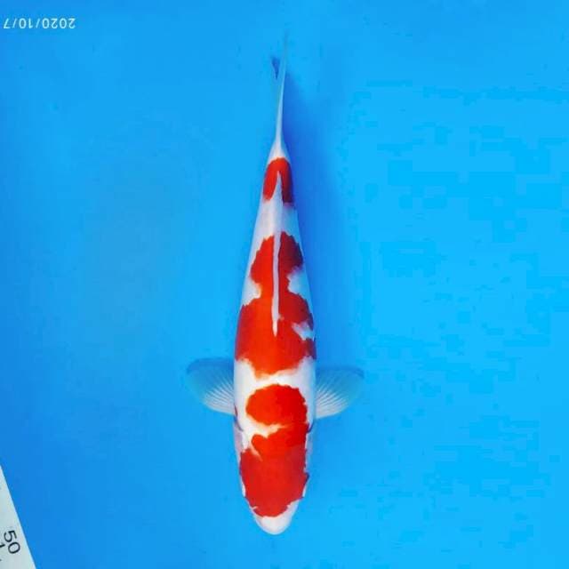 KENZEI 9 ~ KOHAKU ™