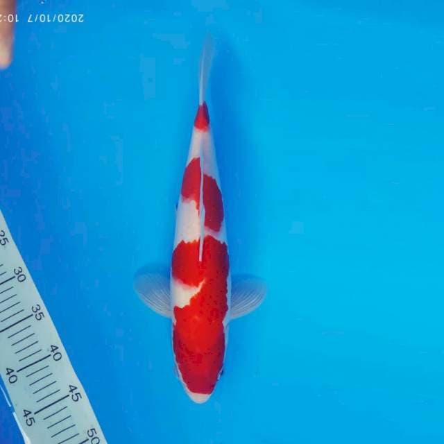 KENZEI 15 ~ KOHAKU ™