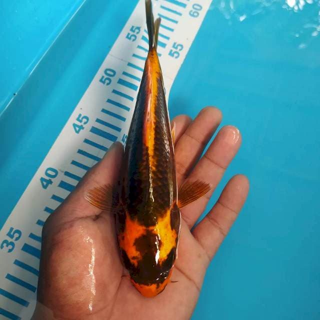 Kabuto