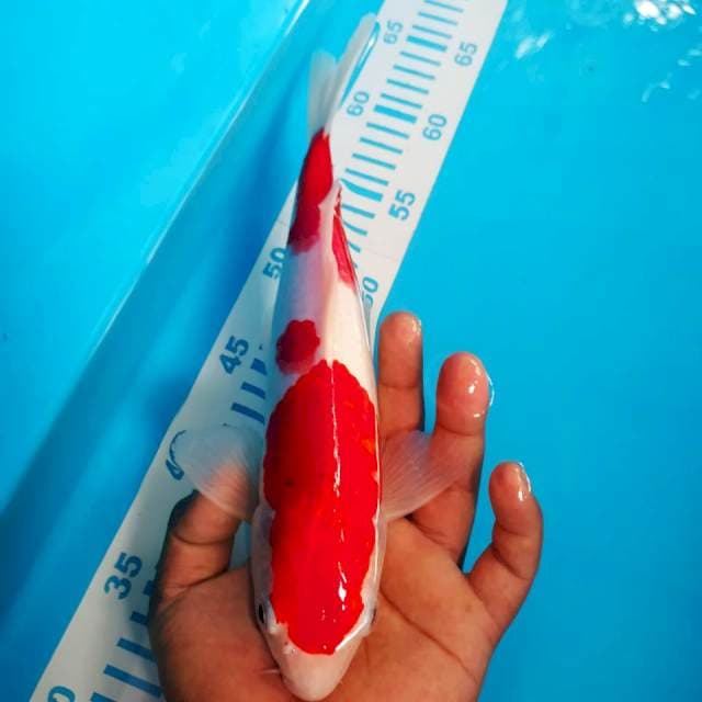 Kohaku
