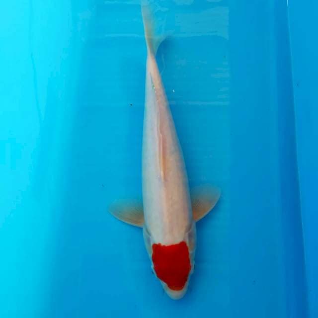 Thanco kohaku