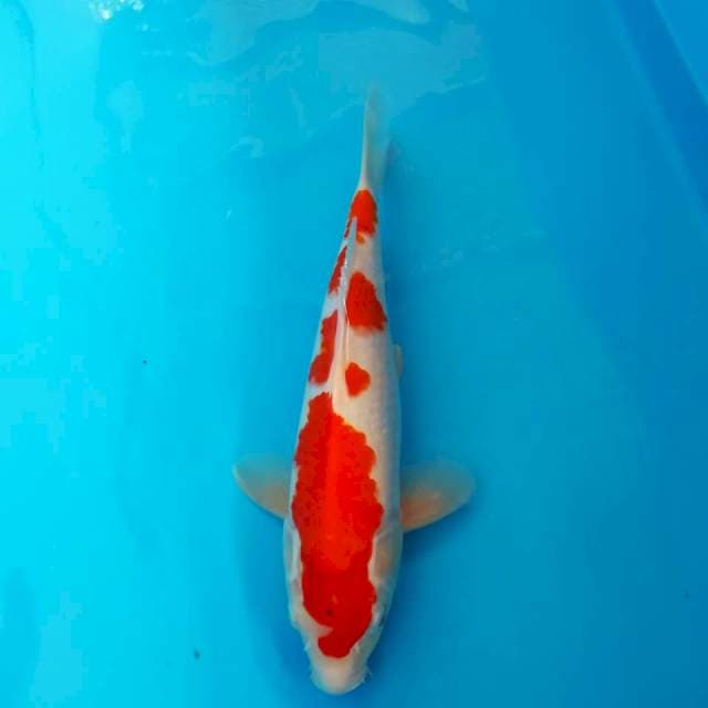 Kohaku