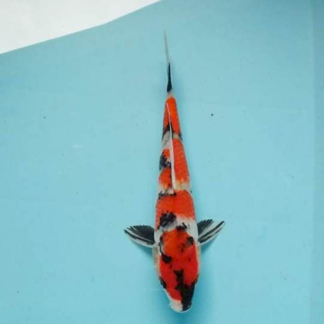 Showa sansoku