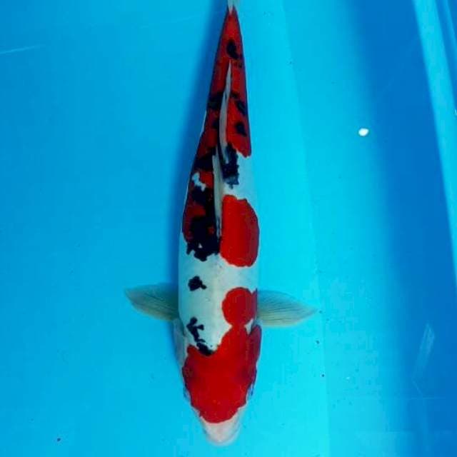 Sanke Doitsu Murni 35CM