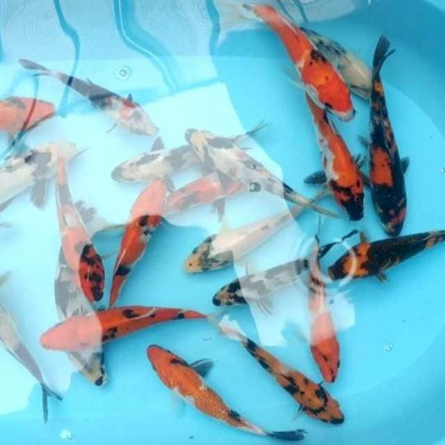 Mix showa Shiro utsuri 20 ekor