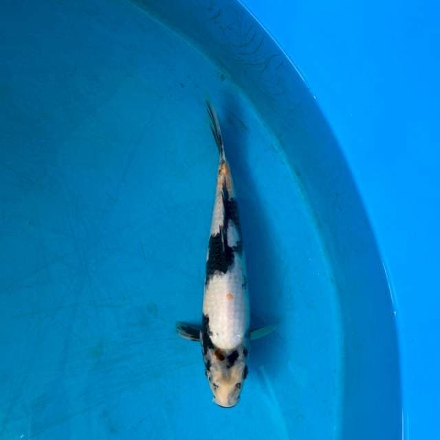 Omosako serti breeder