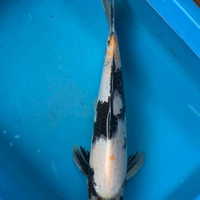 Omosako serti breeder