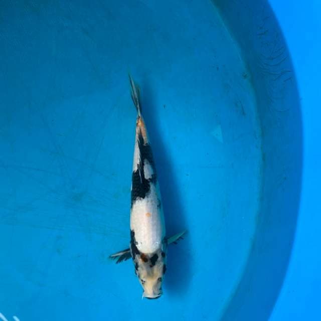 Omosako serti breeder