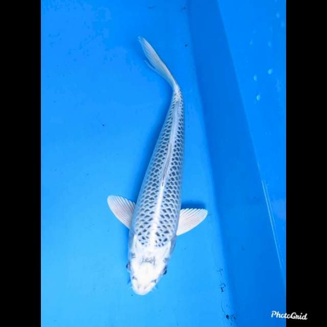 33cm Male , Gin Matsuba No Bocor