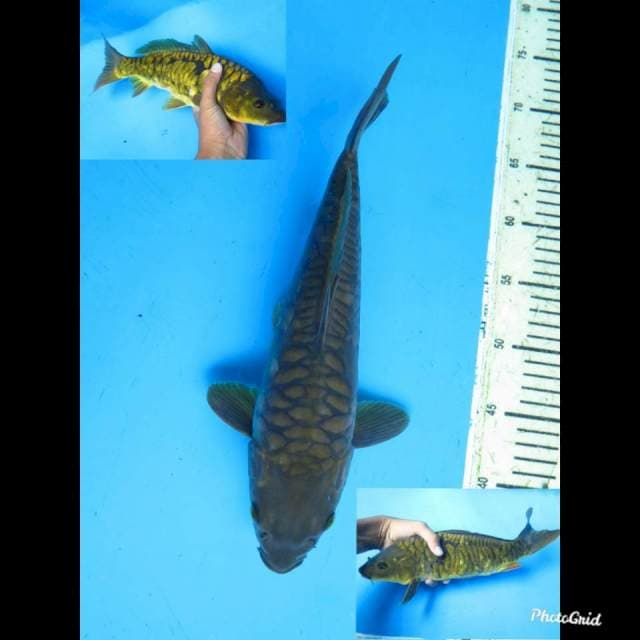 34cm , Male , Midorigoi Aragoke No Bocor