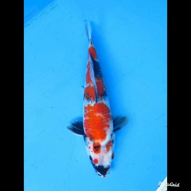 29cm Male , Showa Tategoi