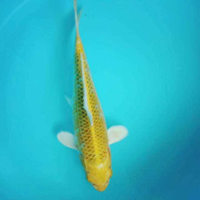 Yellow mukashi ogon