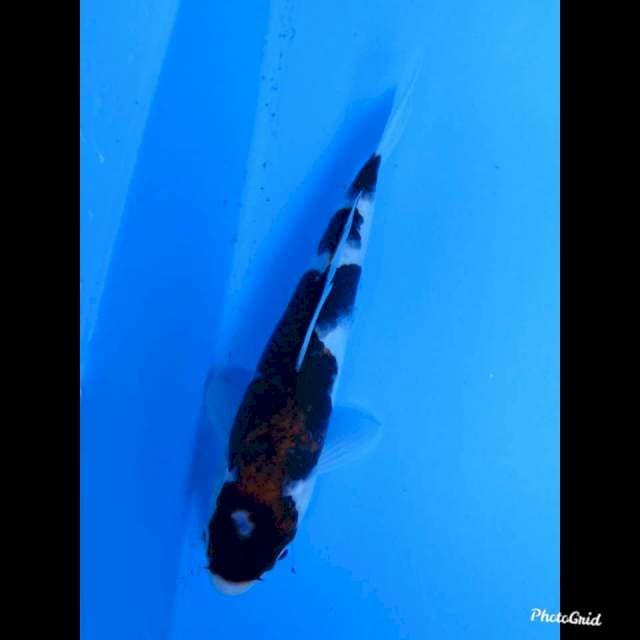 20cm , Male , Budo Goromo