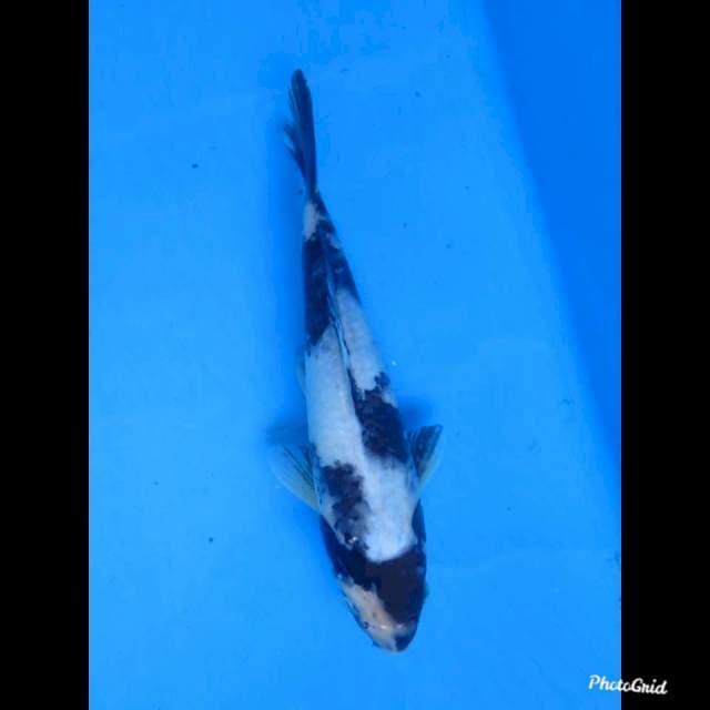 23cm Male , Shiro Utsuri Tategoi