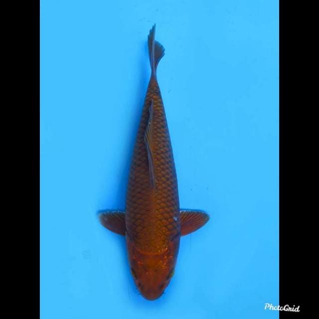 24cm Male , Chagoi Tembaga