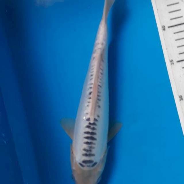 Shusui 29cm