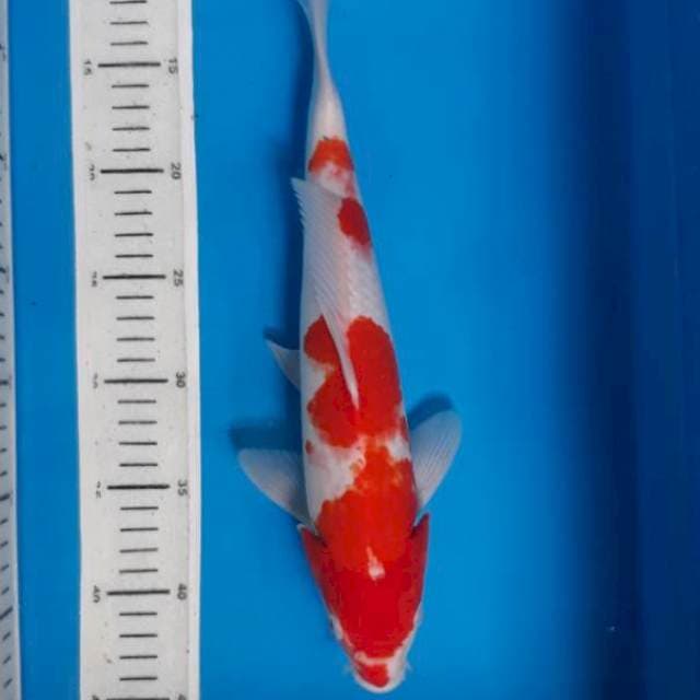 Kohaku 33cm