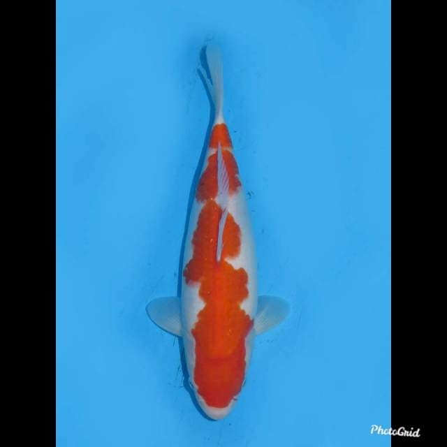 30cm fml , Tosai Kohaku HQ