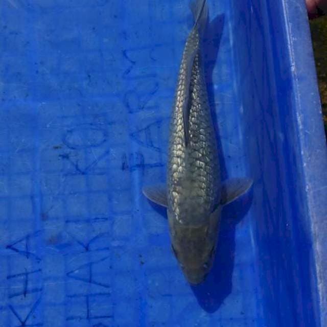 SORAGOI 26