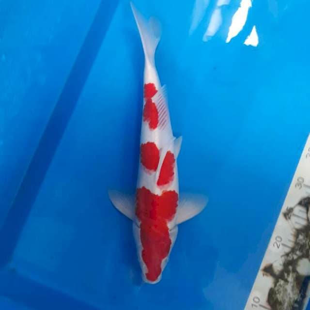 KOHAKU jantan 42cm