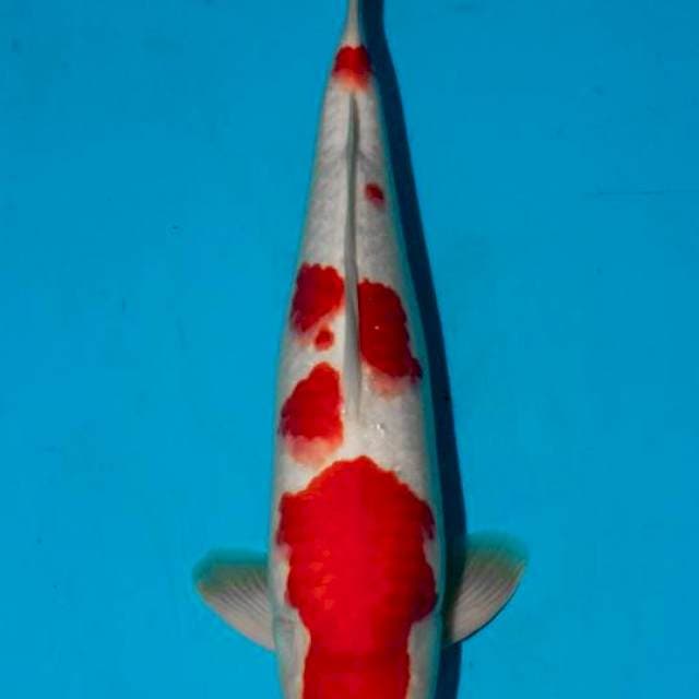 Kohaku deep red