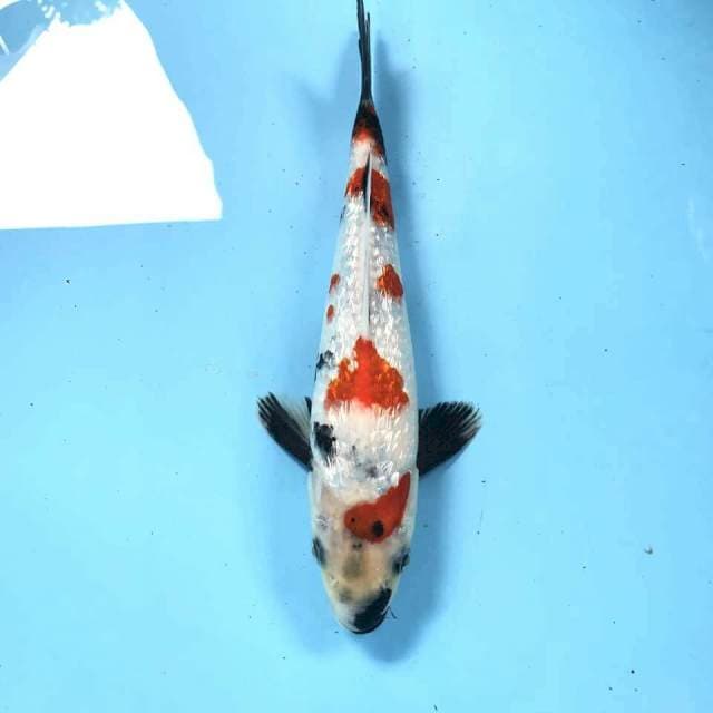 Kindai Showa Ginrin, 26 cm