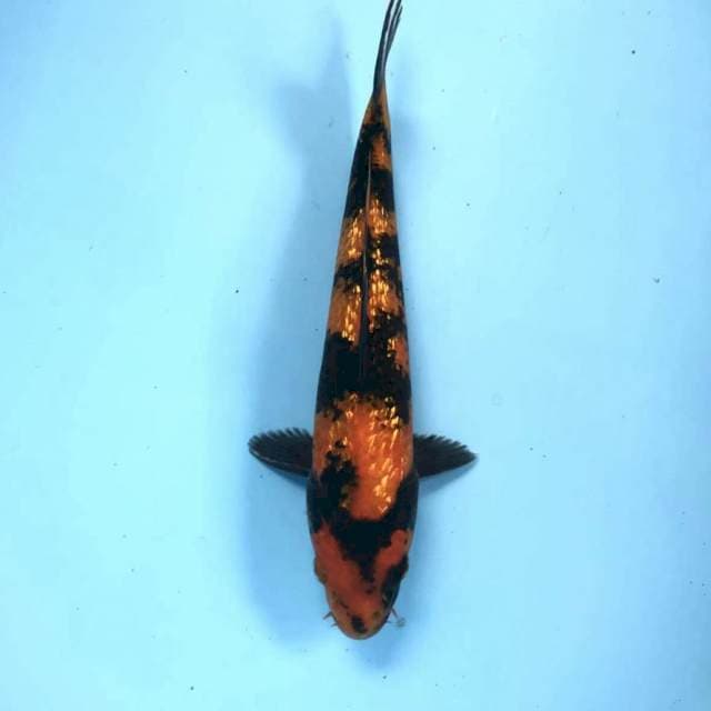 Hi Utsuri Ginrin, 27 cm