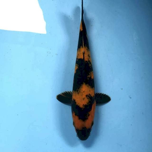 Hi Utsuri, 30 cm