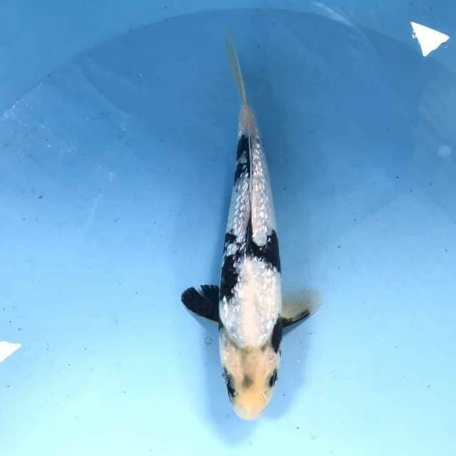 Shiro Ginrin, 21 cm