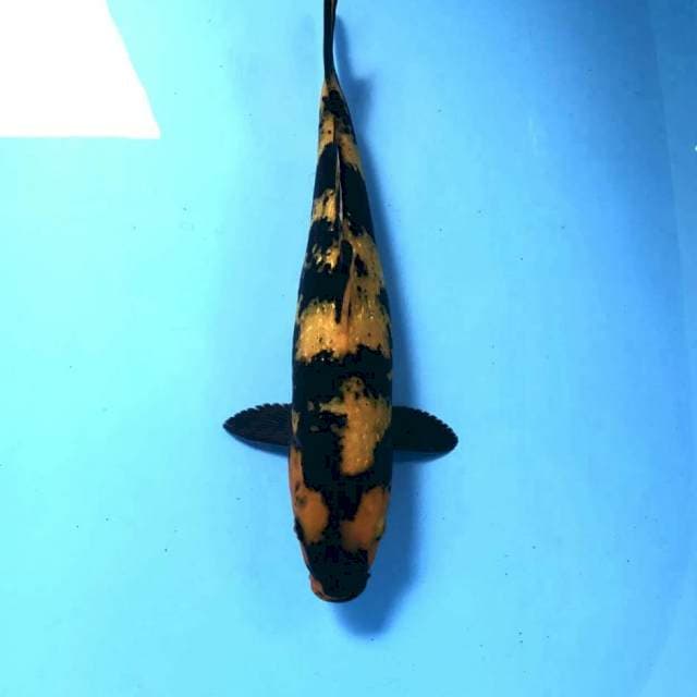Hi Utsuri, 32 cm
