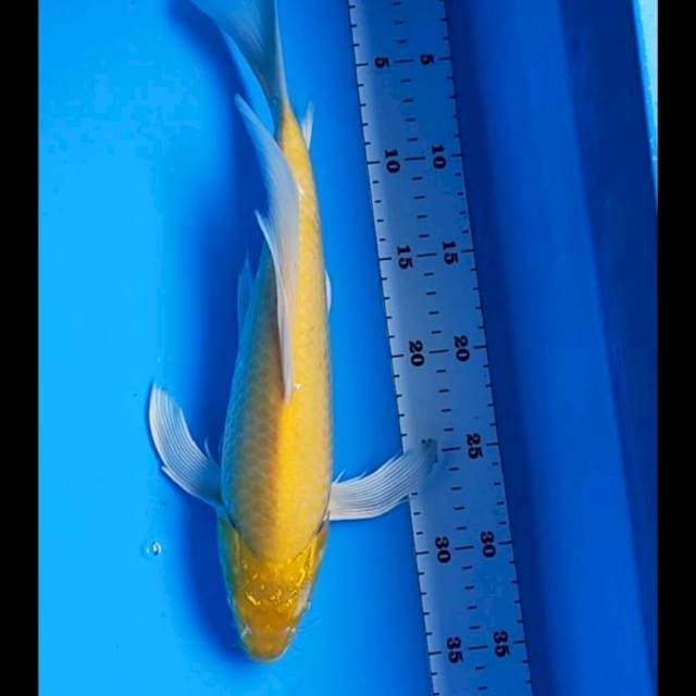 Kumpay clean karashi 35cm